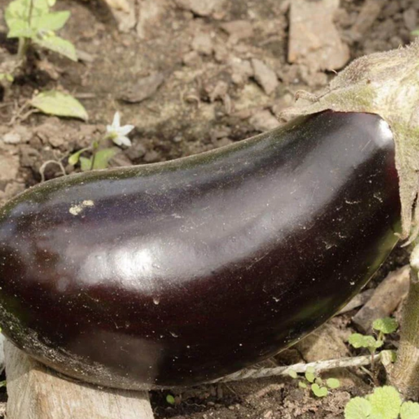 Black Beauty Organic Eggplant Seeds