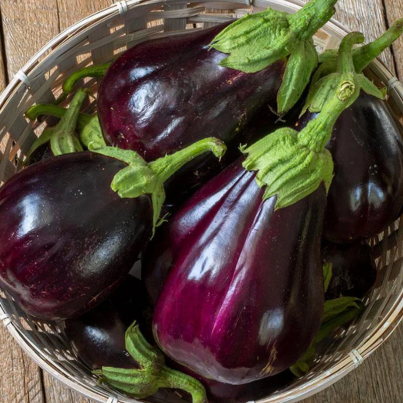 Black Beauty Organic Eggplant Seeds