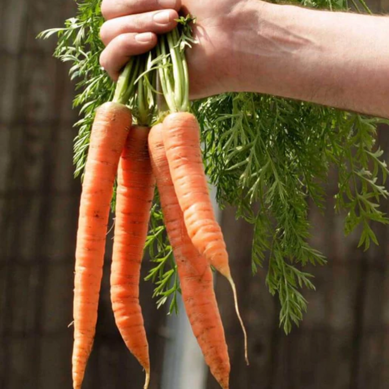 Bolero Carrot Seeds