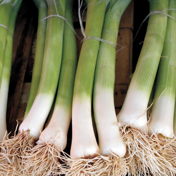 Varna Organic Leek Seeds