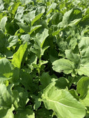 Astro Organic Arugula Seeds 1g (Approx 544 Seeds) - Indoor Farmer