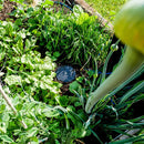 Autopot AQUAbox Spyder - Indoor Farmer