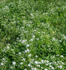 Bee Turf Alternative Lawn Blend 100g - Indoor Farmer