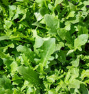 Bellezia Organic Arugula Seeds 500 seeds - Indoor Farmer