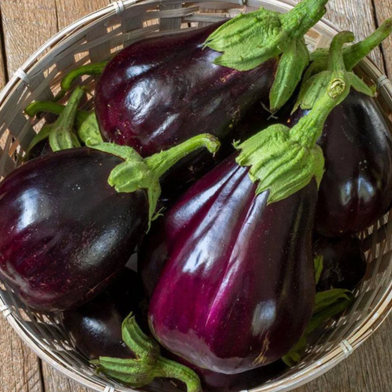 Black Beauty Organic Eggplant Seeds 0.25g (Approx 55 seeds) - Indoor Farmer