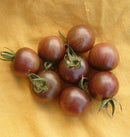 Black Cherry Tomato Seeds 25 seeds - Indoor Farmer