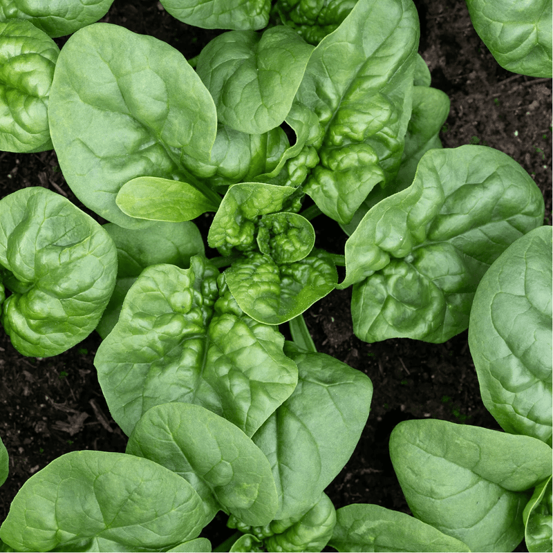 Bloomsdale Spinach Seeds Approx. 140 seeds - Indoor Farmer