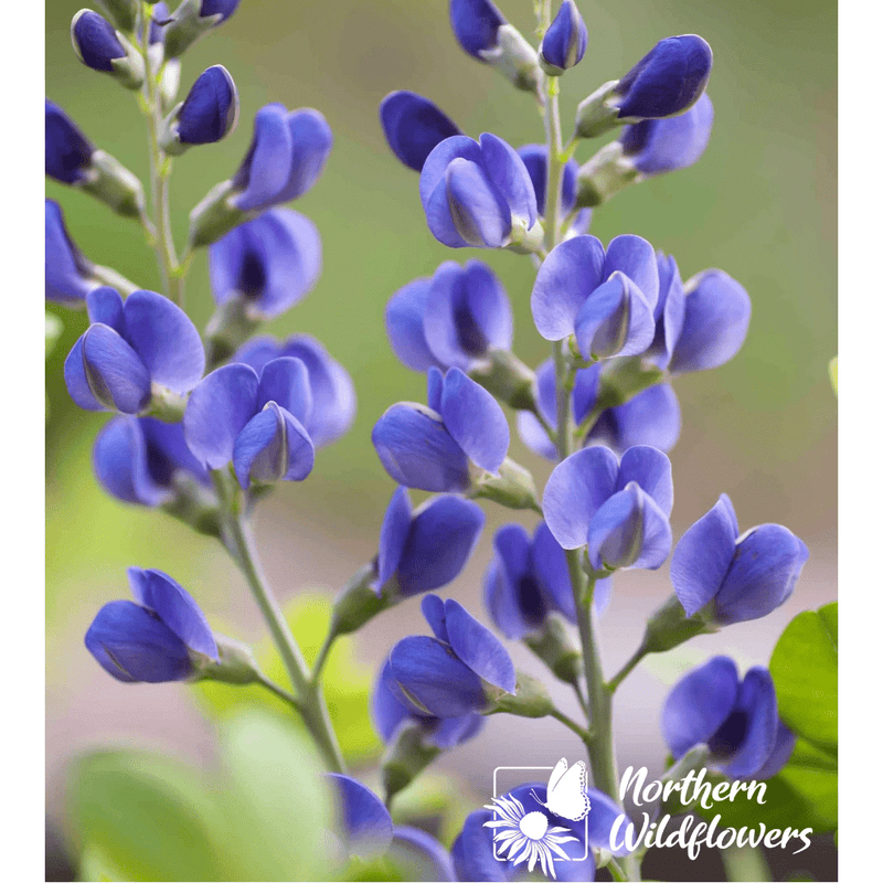 Blue False Indigo Seeds Approx. 20 seeds - Indoor Farmer