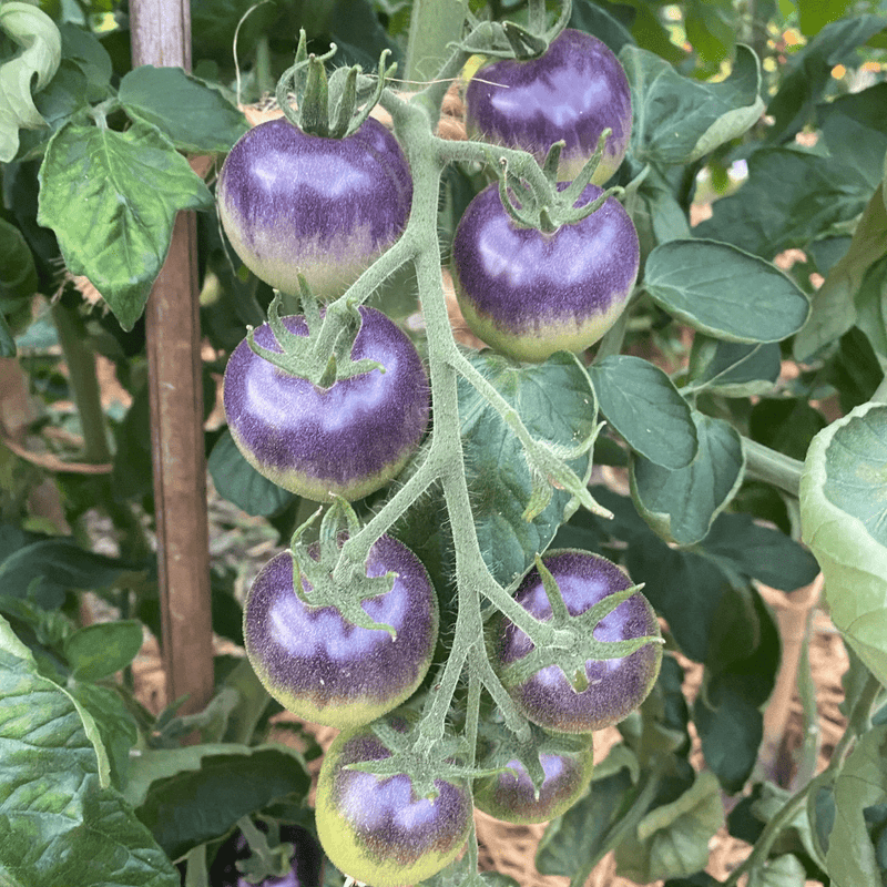 Blueberry Tomato Seeds Approx. 25 seeds - Indoor Farmer