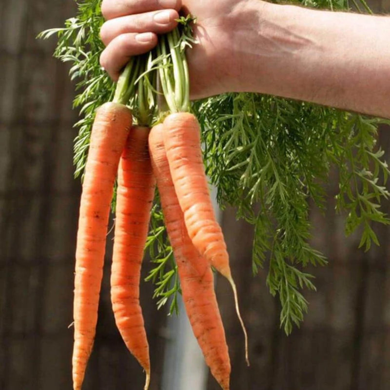 Bolero Carrot Seeds 1g (Approx 270 seeds) - Indoor Farmer