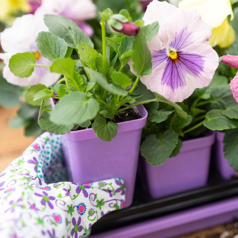 Bootstrap Farmer Extra Strength Seed Starter Pots 2.5" Purple - Indoor Farmer