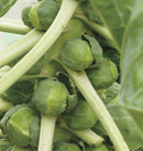 Brussel Sprouts - Igor F1 Organic 25 seeds - Indoor Farmer