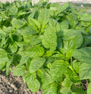 Callaloo Amaranth Seeds 0.5g (Approx. 608 seeds) - Indoor Farmer