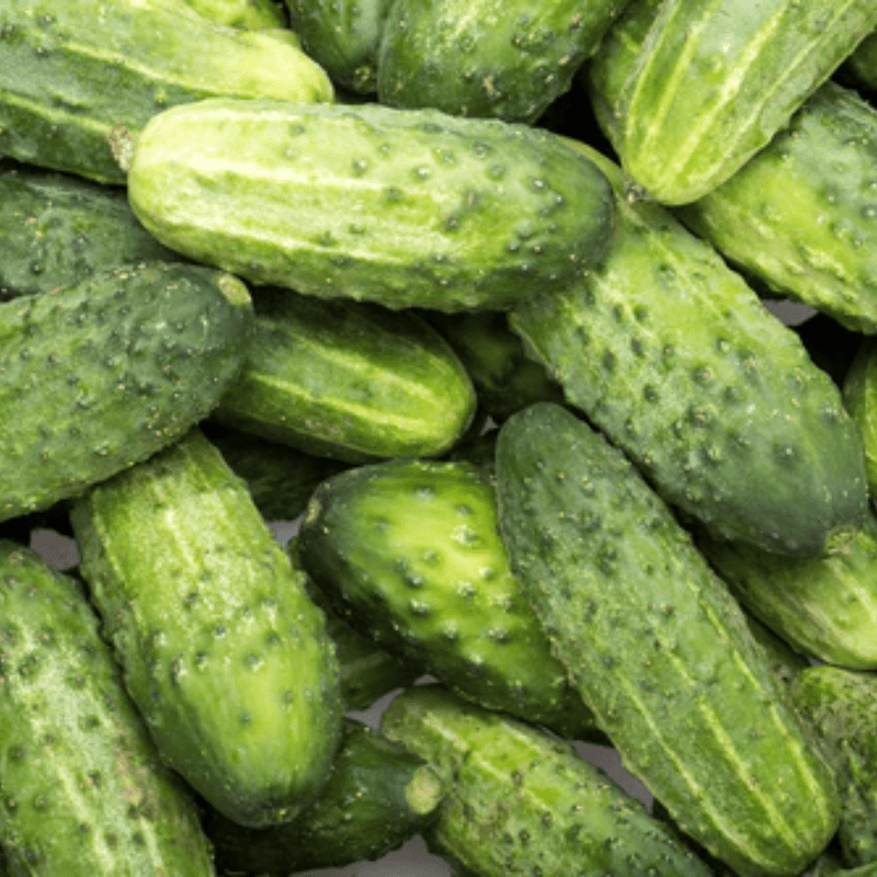 Cool Customer Pickling Cucumber Seeds Approx. 25 seeds - Indoor Farmer