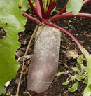 Cylindra Beet Seeds 5g(Approx. 485Seeds) - Indoor Farmer