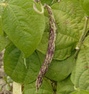 Dragon Tongue Bean Seeds 20g (Approx. 20 - 40 seeds) - Indoor Farmer