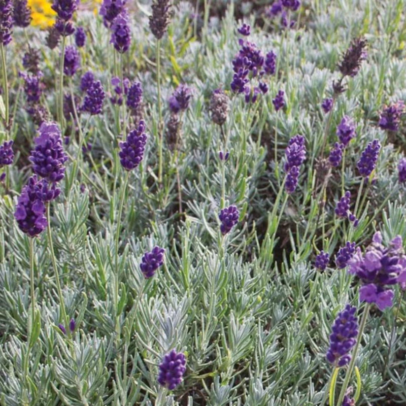 Dwarf Munstead Lavender Seeds 0.125g (Approx. 117 seeds) - Indoor Farmer