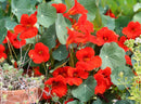 Empress of India Nasturtium Seeds 5g(Approx. 40Seeds) - Indoor Farmer