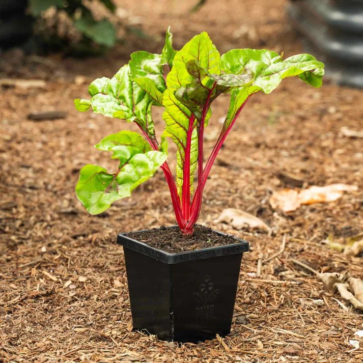 Epic Gardening 5 Inch Cube Pot Black 1 Pot - Indoor Farmer