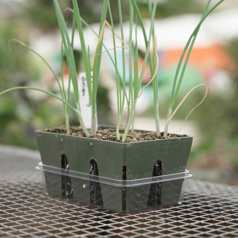 Epic Gardening 6 - Cell Trays Germination Domes & Bottom Trays 1 Dome & Tray - Indoor Farmer