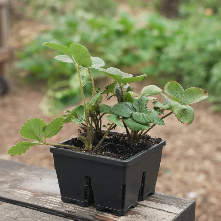 Epic Gardening Potting Up Seed Starting Bundle - Indoor Farmer