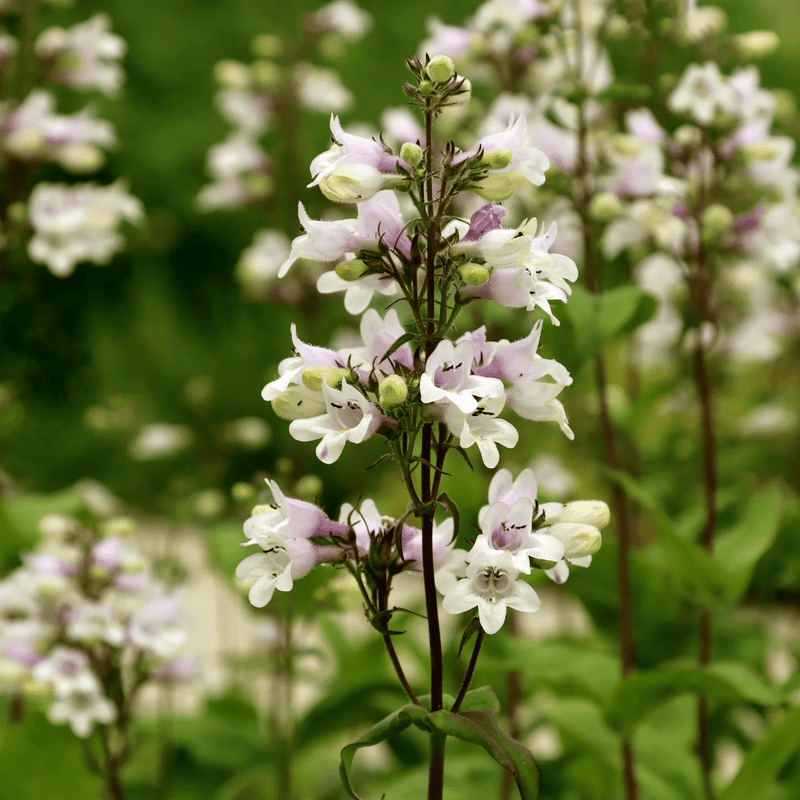 Foxglove Beardtongue Seeds Approx. 200 seeds - Indoor Farmer