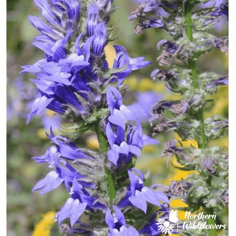 Great Blue Lobelia Seeds Approx. 200 seeds - Indoor Farmer