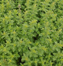 Greek Oregano Seeds 0.1g(Approx. 344Seeds) - Indoor Farmer