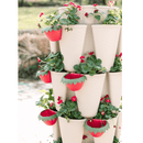 GreenStalk Berry Cup - Set of 6 - Indoor Farmer