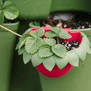 GreenStalk Berry Cup - Set of 6 - Indoor Farmer
