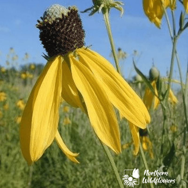 Grey - Headed Coneflower Seeds Approx. 200+ seeds - Indoor Farmer