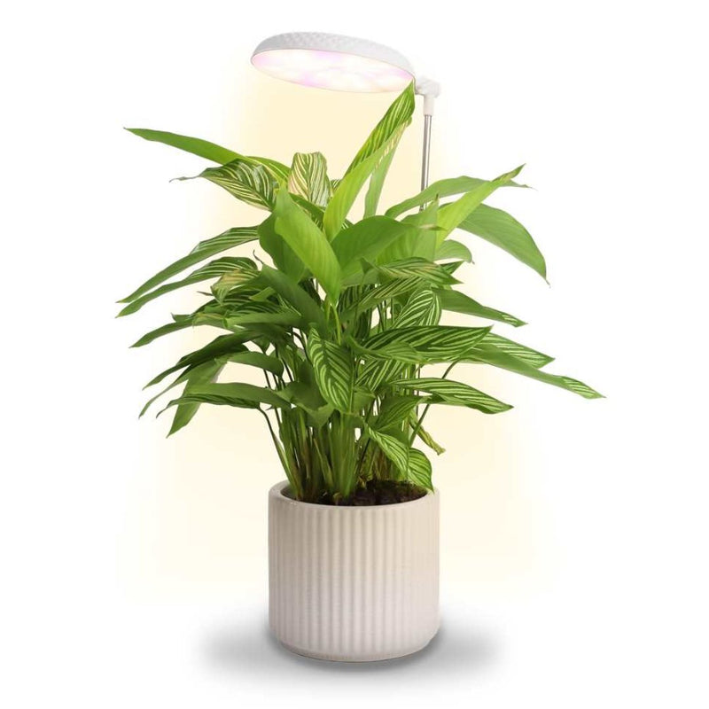 Holland Greenhouse Planter Grow Light - Indoor Farmer