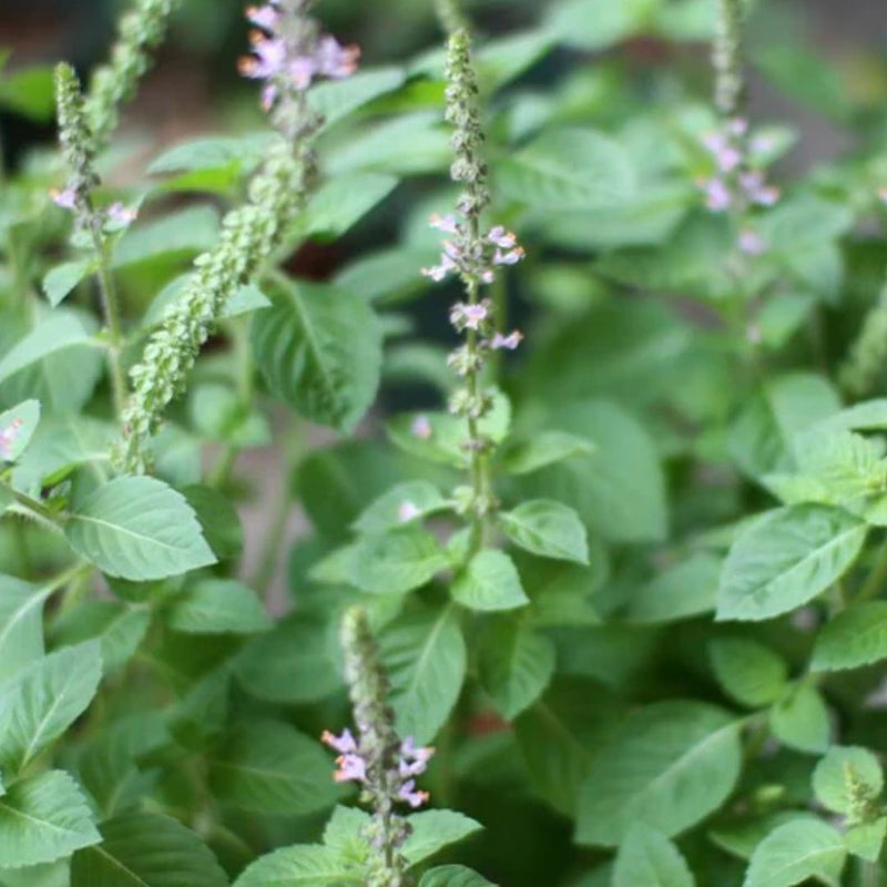 Holy Basil Organic Seeds 0.25g (Approx 395 Seeds) - Indoor Farmer