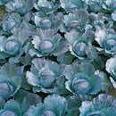 Integro F1 Coated Organic Cabbage Seeds 15 Seeds - Indoor Farmer