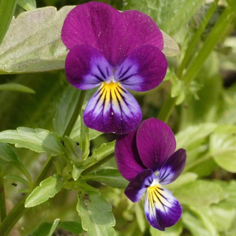 Johnny Jump Up Viola Seeds 0.25g (Approx. 450 seeds) - Indoor Farmer