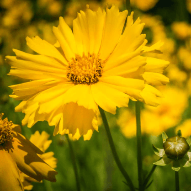 Lanceleaf Coreopsis Seeds Approx. 30 seeds - Indoor Farmer