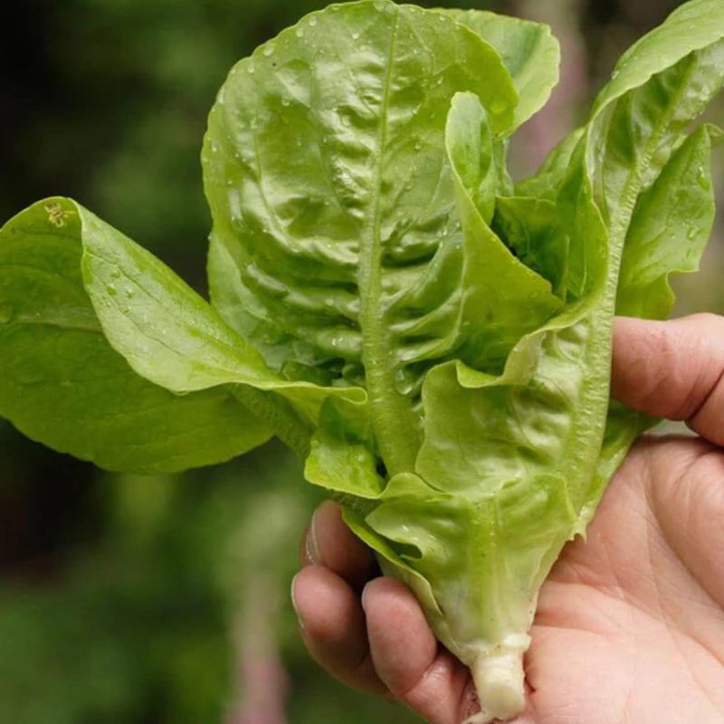 Lettuce - Little Gem Romaine Lettuce Seeds 1g (Approx. 1050 seeds) - Indoor Farmer