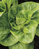 Lettuce - Winter Density 300 Seed Packet - Indoor Farmer