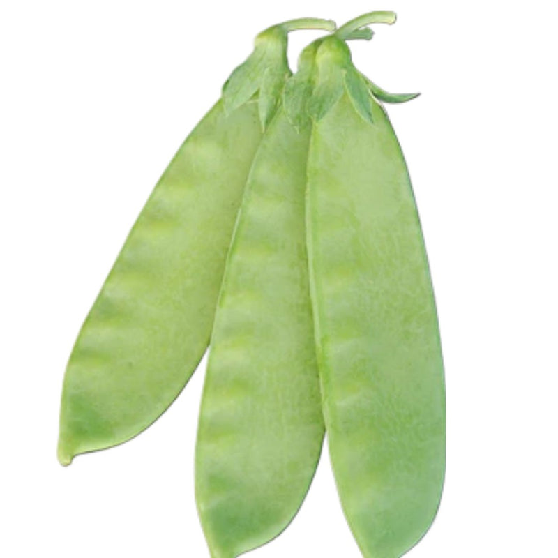 Mammoth Melting Snow Pea Seeds 75 Seed Packet - Indoor Farmer