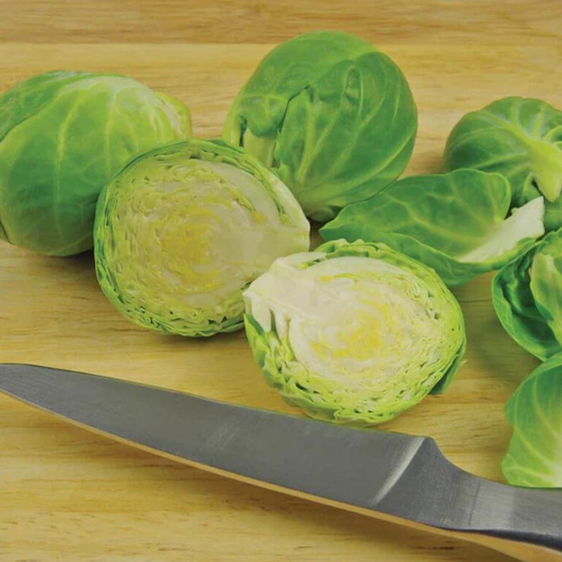 Nautic Coated Organic Brussels Sprout Seeds 25 seeds - Indoor Farmer