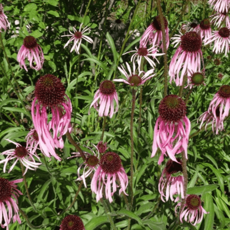 Pale Purple Coneflower Seeds Approx. 50 seeds - Indoor Farmer