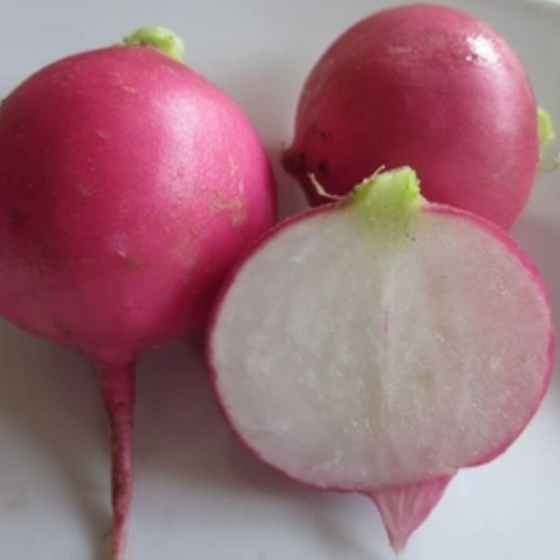 Pink Beauty Radish Seeds 150 Seed Packet - Indoor Farmer