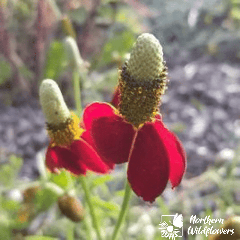 Prairie Coneflower Seeds Approx. 100 seeds - Indoor Farmer