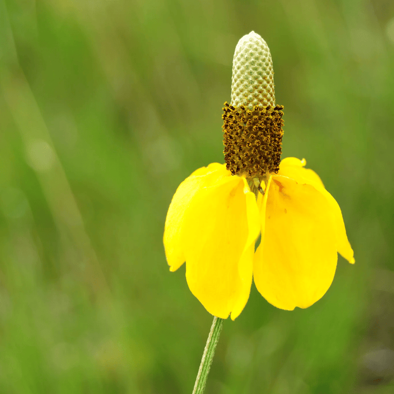 Prairie Coneflower Seeds Approx. 100 seeds - Indoor Farmer