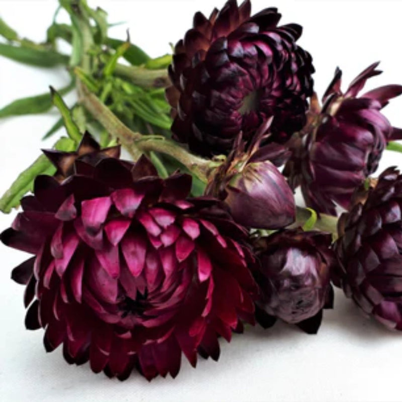 Purple Red Strawflower Seeds 65 Seed Packet - Indoor Farmer