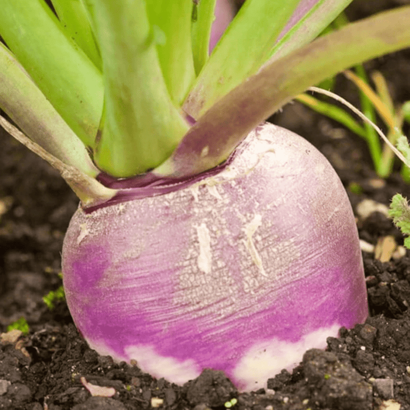 Purple Top White Globe Turnip Seeds 1g (approx. 410 seeds) - Indoor Farmer