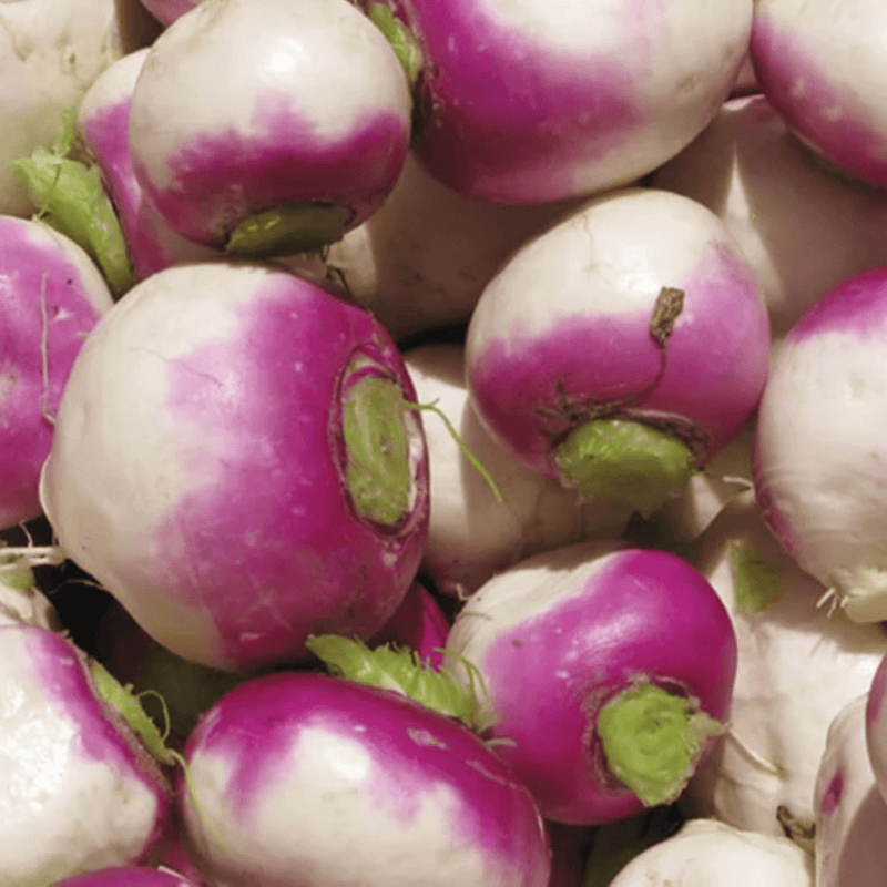 Purple Top White Globe Turnip Seeds 1g (approx. 410 seeds) - Indoor Farmer