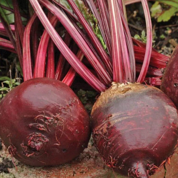 Red Ace Beet Seeds Approx 200 seeds - Indoor Farmer