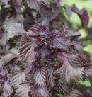 Red Perilla Shiso Seeds 0.5g - Indoor Farmer