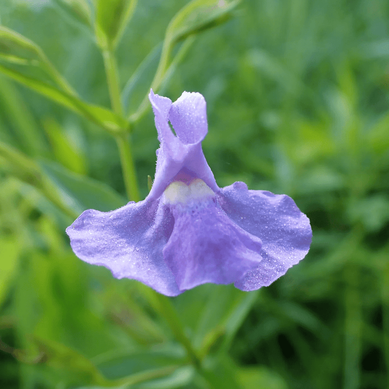 Square Stemmed Monkey Flower Seeds Approx. 300+ seeds - Indoor Farmer